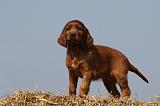 SETTER IRLANDAIS 131